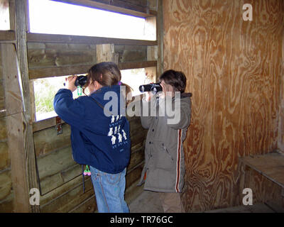 Kinder mit einem Fernglas in einer Vogelbeobachtung Hütte, Niederlande, Limburg suchen, Ospeldijk Stockfoto