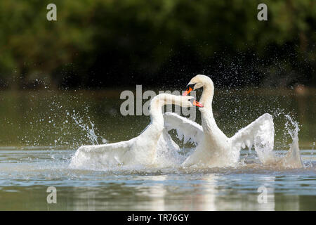 Höckerschwan (Cygnus olor), Kämpfen, Schweden, Oeland Stockfoto