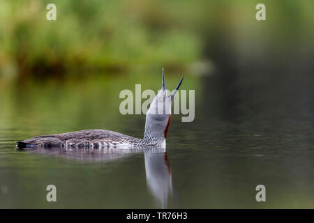 Red-throated Diver (Gavia stellata), Schwimmen, Norwegen Stockfoto