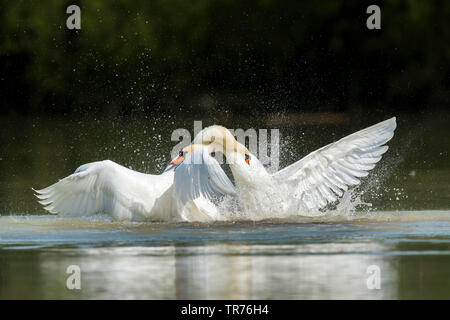 Höckerschwan (Cygnus olor), Kämpfen, Schweden, Oeland Stockfoto