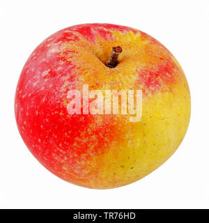 Apfel (Malus Domestica 'Roter Astrachan', Malus Domestica Roter Astrachan), Sorte Roter Astrachan, Ausschnitt, Deutschland Stockfoto