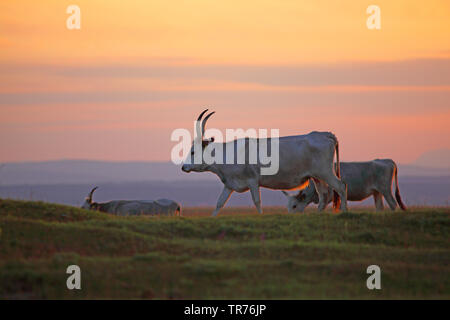 Ungarische Steppe Rinder, Ungarische Steppenrinder, Ungarisch Podolian Steppe Rinder (Bos primigenius f. Taurus), bei Sonnenuntergang, Österreich, Burgenland Stockfoto