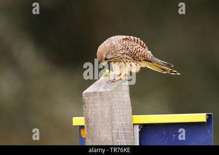 Europäische Kestrel, Eurasischen Kestrel, Alte Welt Kestrel, Turmfalke (Falco tinnunculus), sitzend auf der Pole essen große Green Bush - Kricket aus seiner tallons, Niederlande, Limburg Stockfoto