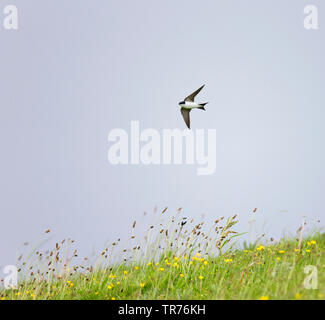 Common house Martin (Delichon urbica, Delichon urbicum), Fliegende niedrig über blühende Wiese in schlechtem und kaltem Wetter, Niederlande, Limburg Stockfoto