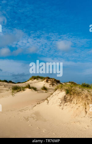 Landschaft am Zuidduinen im Sommer, Niederlande, Südholland, Zuidduinen, Hoogheemraadschap van Rijnland Stockfoto