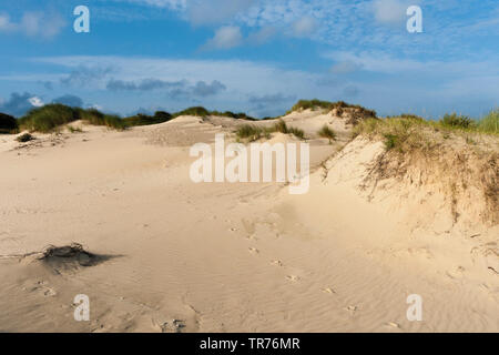 Landschaft am Zuidduinen im Sommer, Niederlande, Südholland, Zuidduinen, Hoogheemraadschap van Rijnland Stockfoto