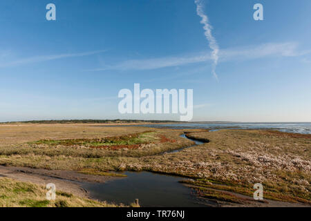 Meer Aster (Aster tripolium, Tripolium vulgare), übertrieben Meer Aster in Vliehors Gezeiten Plains, Niederlande, Friesland, Vlieland, Vliehors Stockfoto