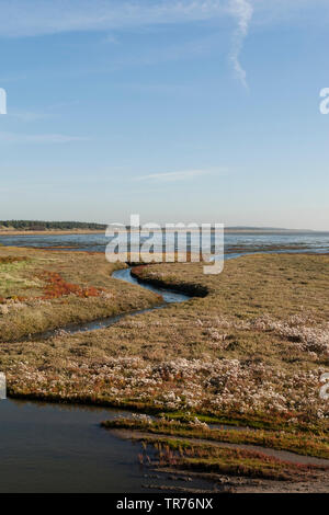 Meer Aster (Aster tripolium, Tripolium vulgare), übertrieben Meer Aster in Vliehors Gezeiten Plains, Niederlande, Friesland, Vlieland, Vliehors Stockfoto