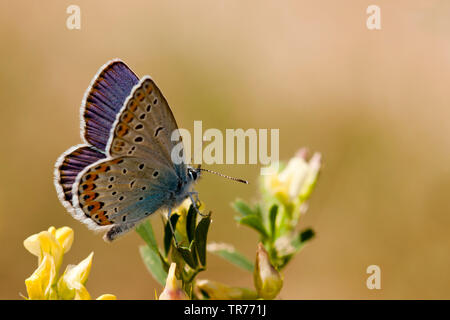 Gemeinsame blau (Polyommatus icarus), Frankreich Stockfoto