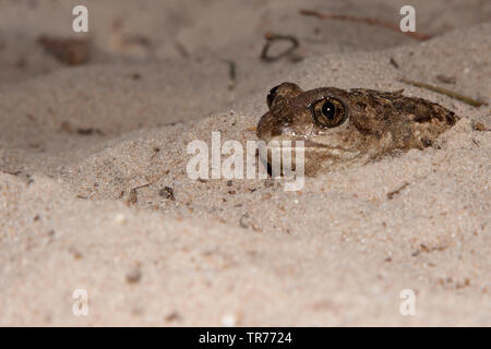 Common spadefoot Toad, Knoblauch (Pelobates fuscus), Sitzen im Sand vergraben, Niederlande Stockfoto