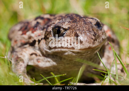 Common spadefoot Toad, Knoblauch (Pelobates fuscus), sitzt auf einer Wiese, Niederlande Stockfoto