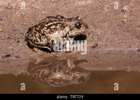 Common spadefoot Toad, Knoblauch (Pelobates fuscus), am Rande des Wassers sitzen, Niederlande Stockfoto