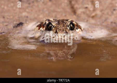 Common spadefoot Toad, Knoblauch (Pelobates fuscus), am Rande des Wassers sitzen, Niederlande Stockfoto