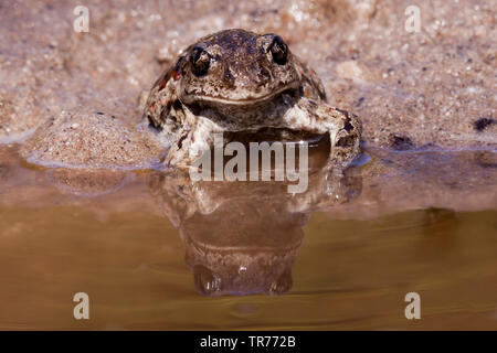 Common spadefoot Toad, Knoblauch (Pelobates fuscus), am Rande des Wassers sitzen, Niederlande Stockfoto