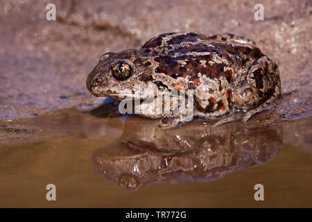 Common spadefoot Toad, Knoblauch (Pelobates fuscus), am Rande des Wassers sitzen, Niederlande Stockfoto