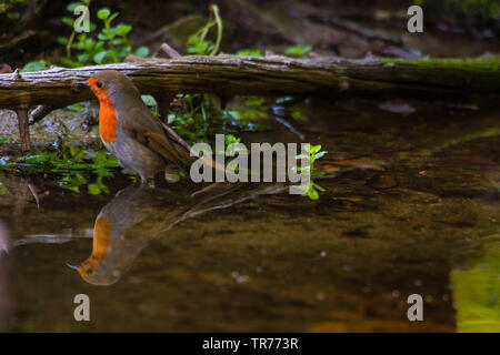 Europäische Robin (Erithacus Rubecula), Baden in einem kleinen Wald Teich, Schweiz, Sankt Gallen Stockfoto