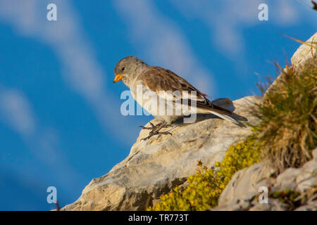 White-winged Schneefink (Montifringilla nivalis), hocken auf einem Felsen in den Bergen, in der Schweiz, Alpstein, Säntis Stockfoto