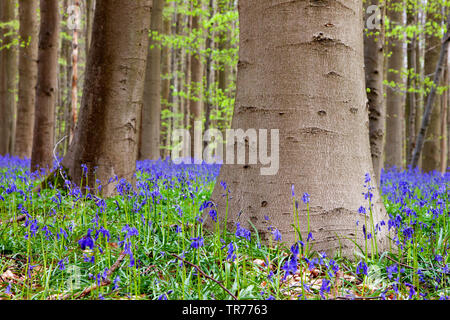 Atlantic Bluebell (Hyacinthoides non-scripta, Endymion non-skriptingunterbrechung, Scilla non-scripta), Englisch Bluebell an hallerbos Belgien, Hallerbos Stockfoto