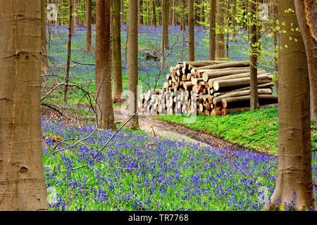 Atlantic Bluebell (Hyacinthoides non-scripta, Endymion non-skriptingunterbrechung, Scilla non-scripta), Englisch Bluebell an hallerbos Belgien, Hallerbos Stockfoto