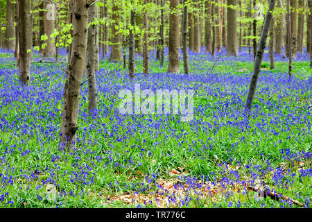 Atlantic Bluebell (Hyacinthoides non-scripta, Endymion non-skriptingunterbrechung, Scilla non-scripta), Englisch Bluebell an hallerbos Belgien, Hallerbos Stockfoto