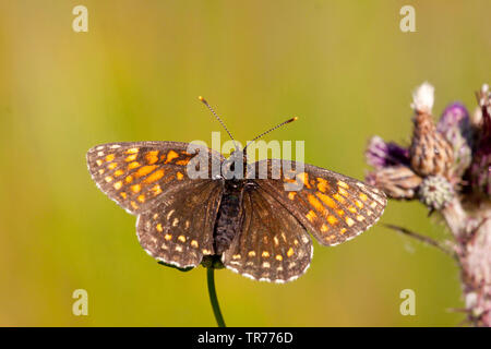 Falsche Heide fritillary (Melitaea diamina), Frankreich Stockfoto