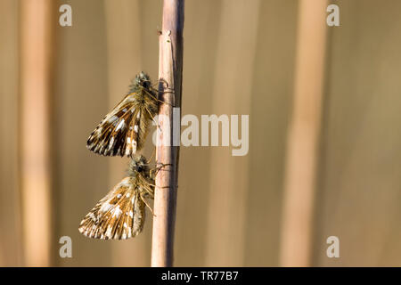 Malvae grizzled Skipper (Schmetterling), zwei Personen, Niederlande Stockfoto