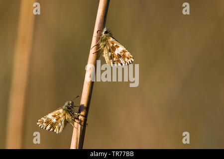 Malvae grizzled Skipper (Schmetterling), zwei Personen, Niederlande Stockfoto