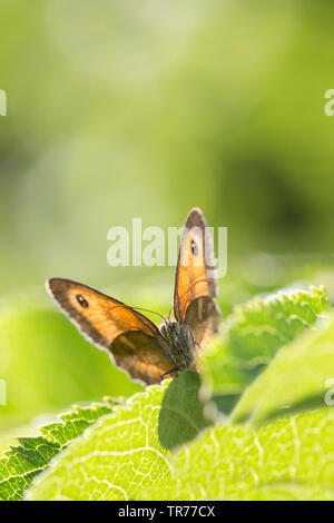 Gatekeeper, Hedge Braun (Pyronia tithonus, pyrausta Tithonus), Frankreich Stockfoto