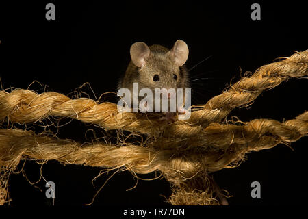 Hausmaus (Mus musculus), sitzend auf einem Seil, Niederlande Stockfoto