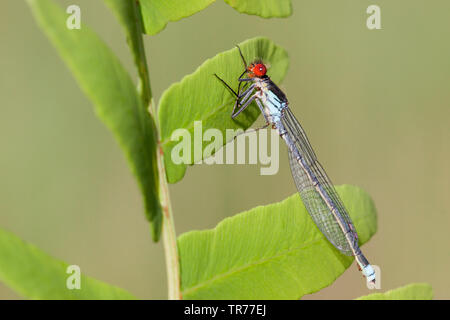 Red-eyed damselfly (Erythromma najas najas, Agrion), Niederlande Stockfoto