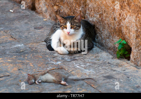 Hauskatze, Hauskatze (Felis silvestris f. catus), tote Ratte, Montenegro, Kontor Stockfoto