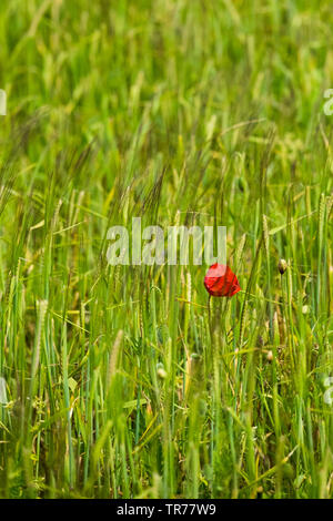 Eine einzige gemeinsame Mohn Papaver rhoeas wächst in einem Feld von Gerste. Stockfoto