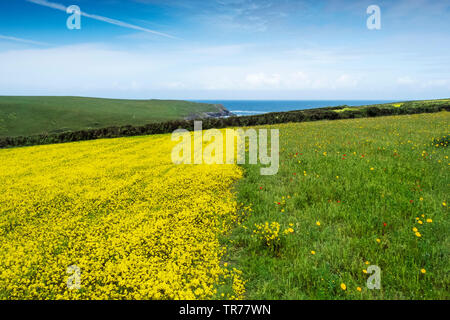 Bunte Wildblumen wachsen in einem Feld an der Ackerflächen Projekt auf West Pentire in Newquay in Cornwall. Stockfoto