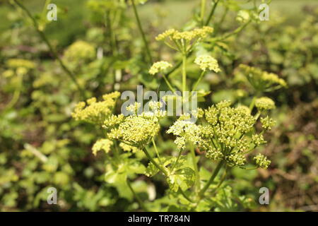 Grüne Long-Horn Motte (Adela reaumurella) landet an der Spitze von Wildflower stammen. Essex, Großbritannien. Stockfoto