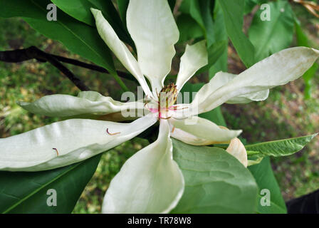 White Magnolia tripetala (Umbrella magnolia oder regenschirm-Baum) offenen Blüte Draufsicht, Nahaufnahme, Detail, weiche dunkelgrüne Blätter Hintergrund unscharf Stockfoto