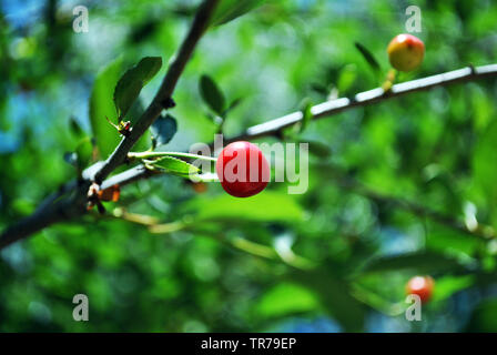 Rote reife Kirsche Beeren auf Zweig mit grünen Blättern, unscharfe grün-blauen Hintergrund Stockfoto