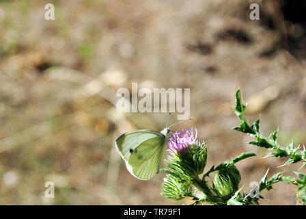 Pieris brassicae (die große, weiße, Kohl Schmetterling oder Motten) sitzen auf lila Mariendistel Blume, Nahaufnahme Makro Detail auf weichen blurry Bokeh backgr Stockfoto