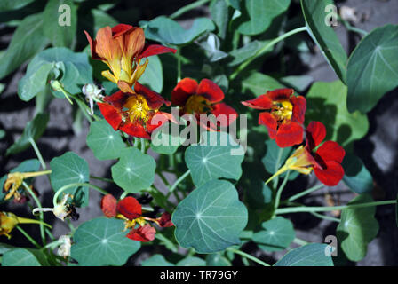 Kapuzinerkresse : (Kapuzinerkresse, Indische Kresse, Mönche, Kresse) blühen rot leuchtenden Blumen Nahaufnahme, Ansicht von oben, sanft verschwommenen Hintergrund Stockfoto