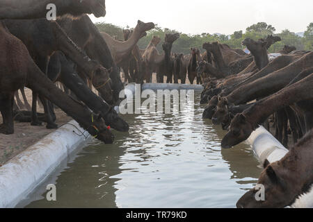 Kamele trinken sie Wasser in der Wüste Thar während des jährlichen Pushkar Camel Fair in der Nähe der heiligen Stadt Pushkar, Rajasthan, Indien. Diese Messe ist die größte Camel Trading fa Stockfoto