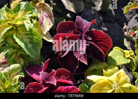 Bunte grüne und rote Blätter im Blumenbeet, Ansicht von oben Hintergrund Stockfoto