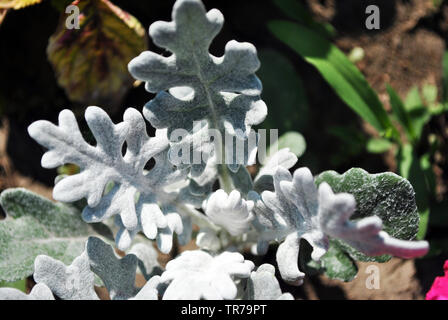 Der Extensa maritima ilver Staub" (silber Ragwort) grün weiß Blätter, Ansicht von oben Hintergrund Stockfoto