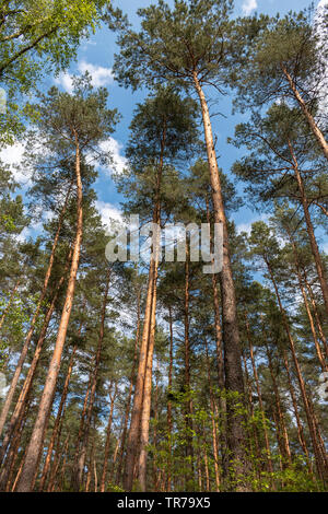 Kiefern, Pinus sylvestris, manchmal auch als "Schottische Kiefer, ist ein gebürtiger Baum zu Teilen von Europa und Asien. Nach oben Anzeigen. Stockfoto