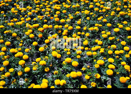 Tagetes erecta Ringelblumen glade gelb und orange blühenden Blumen und Blüten sowie deren Knospen, im Beet wachsen, Ansicht von oben Stockfoto