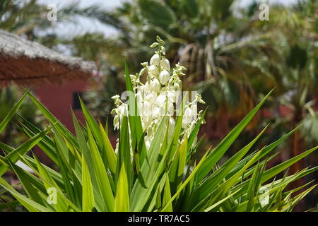 Yucca aloifolia in voller Blüte mit schönen weißen Blüten im hellen Sonnenlicht entnommen und in Corralejo Fuerteventura auf den Kanarischen Inseln Las Pal gefunden Stockfoto