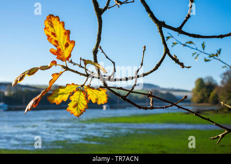 Frosty herbstlichen Morgen an der Mündung an Frogmore, South Devon Stockfoto