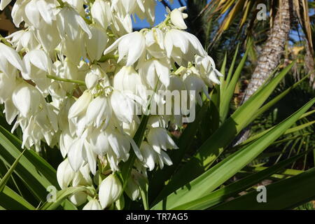 Yucca aloifolia in voller Blüte mit schönen weißen Blüten im hellen Sonnenlicht entnommen und in Corralejo Fuerteventura auf den Kanarischen Inseln Las Pal gefunden Stockfoto