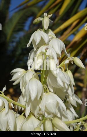 Yucca aloifolia in voller Blüte mit schönen weißen Blüten im hellen Sonnenlicht entnommen und in Corralejo Fuerteventura auf den Kanarischen Inseln Las Pal gefunden Stockfoto