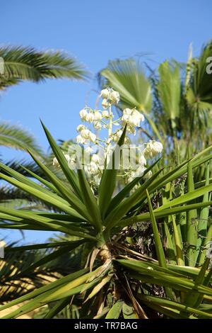 Yucca aloifolia in voller Blüte mit schönen weißen Blüten im hellen Sonnenlicht entnommen und in Corralejo Fuerteventura auf den Kanarischen Inseln Las Pal gefunden Stockfoto