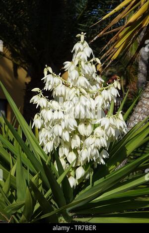 Yucca aloifolia in voller Blüte mit schönen weißen Blüten im hellen Sonnenlicht entnommen und in Corralejo Fuerteventura auf den Kanarischen Inseln Las Pal gefunden Stockfoto