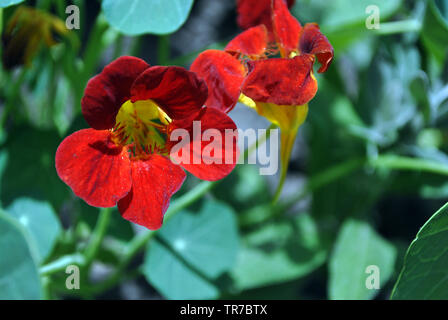 Kapuzinerkresse : (Kapuzinerkresse, Indische Kresse, Mönche, Kresse) blühen rot leuchtenden Blumen Nahaufnahme Detail, weiche verschwommenen Hintergrund Stockfoto